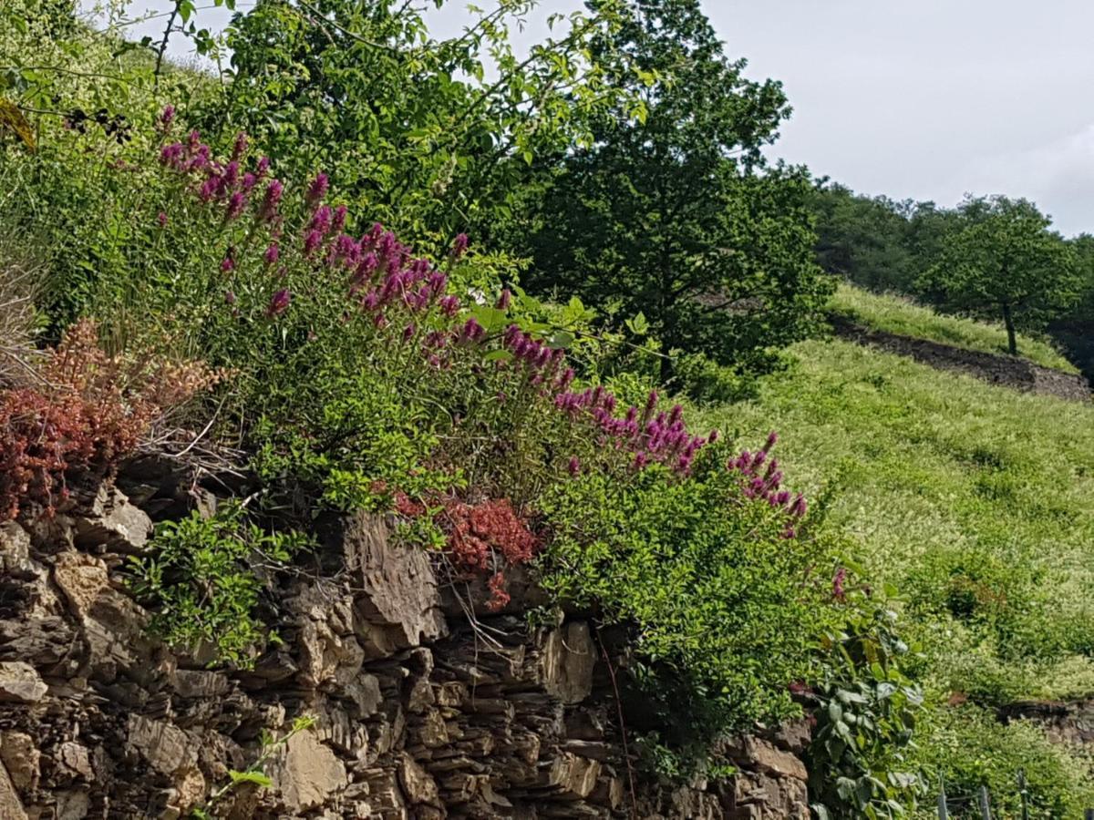 فندق Winzerhof Gietzen Hatzenport المظهر الخارجي الصورة