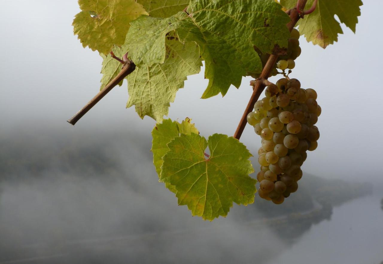 فندق Winzerhof Gietzen Hatzenport المظهر الخارجي الصورة